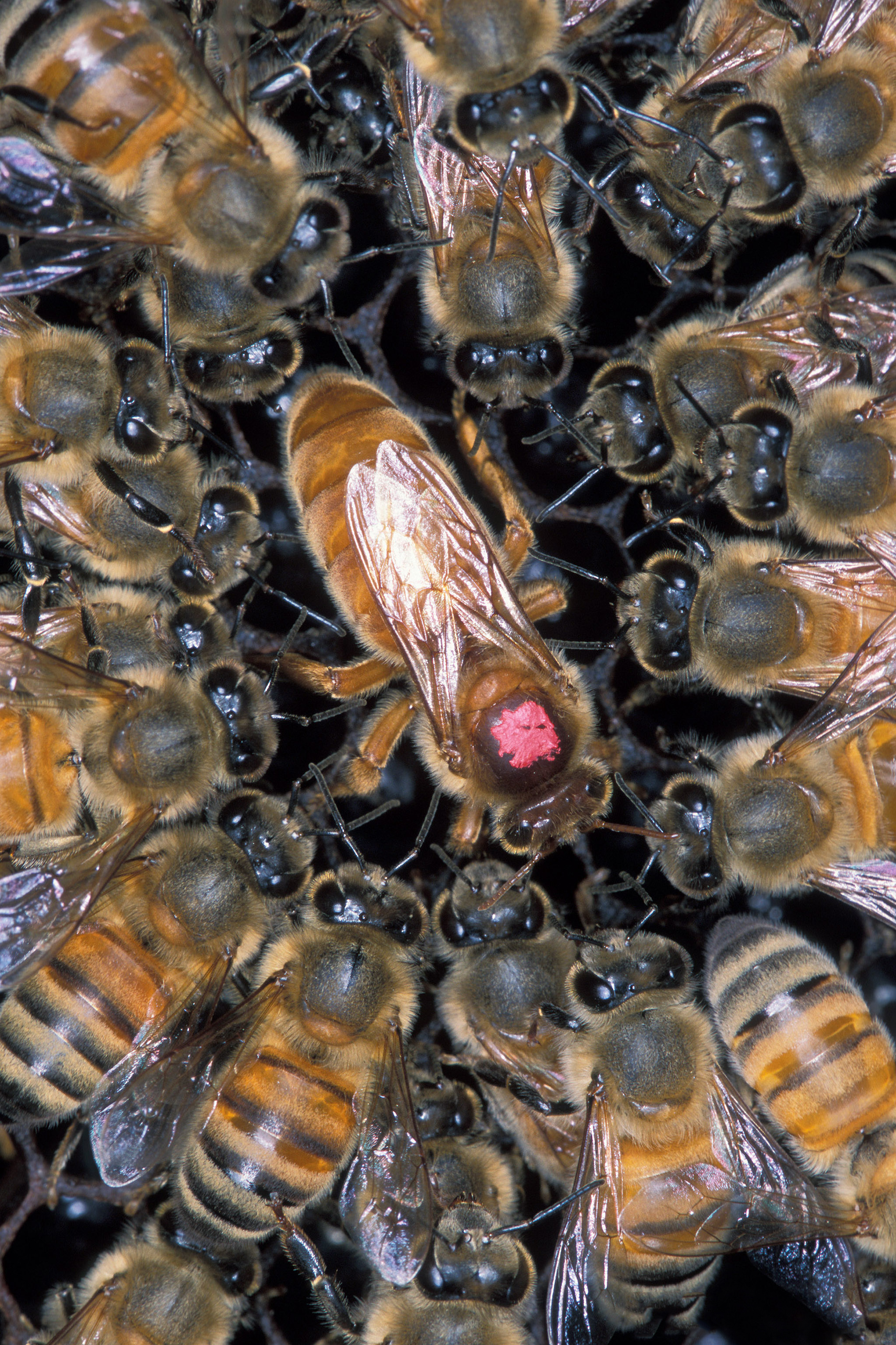 apis_mellifera_scutellata_1355021